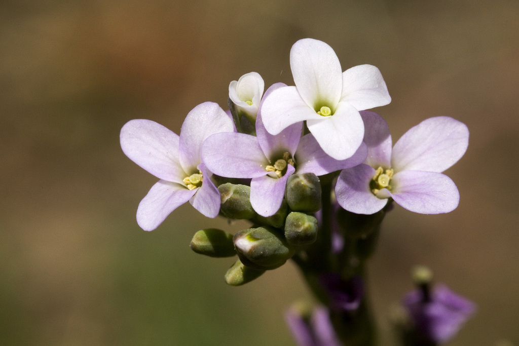 Boechera rigidissima (Trinity mountain rockcress), native California subshrub