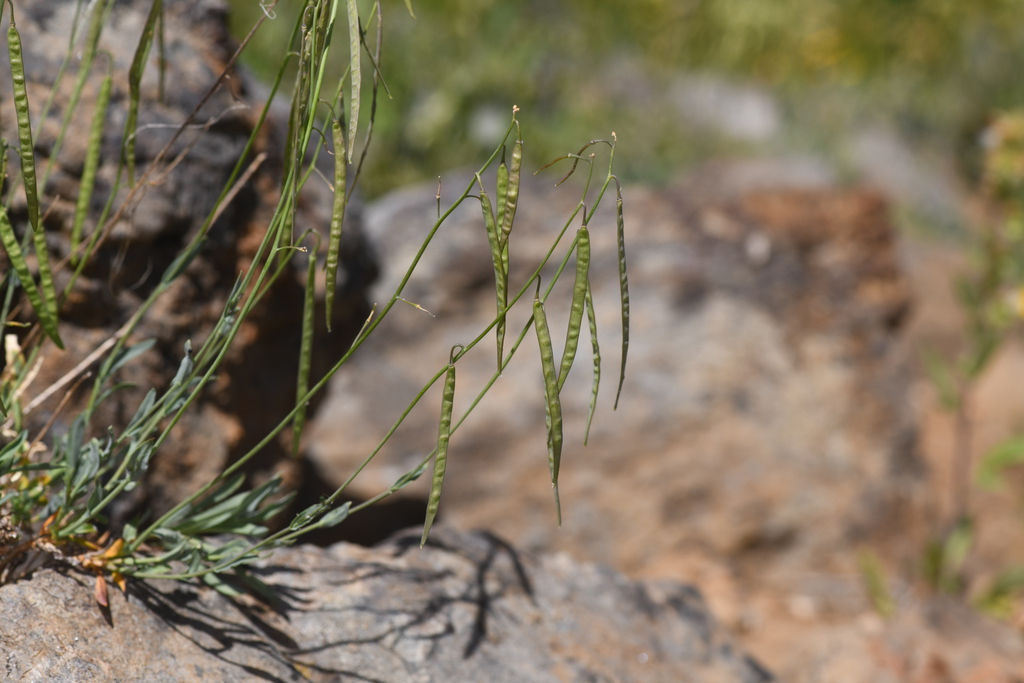 Boechera rollei (Rolle's rockcress), native California subshrub