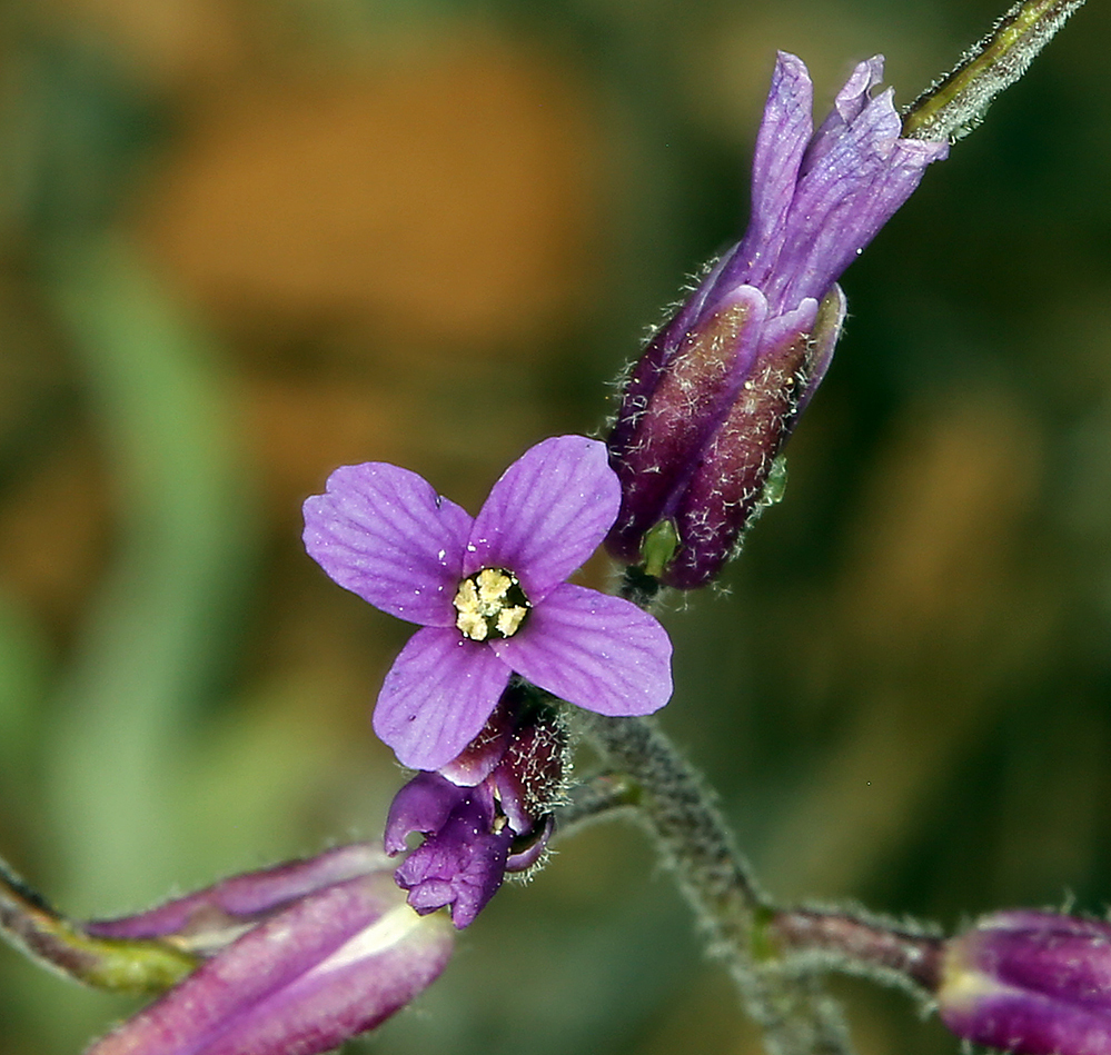Boechera serpenticola (Serpentine rockcress), native California perennial