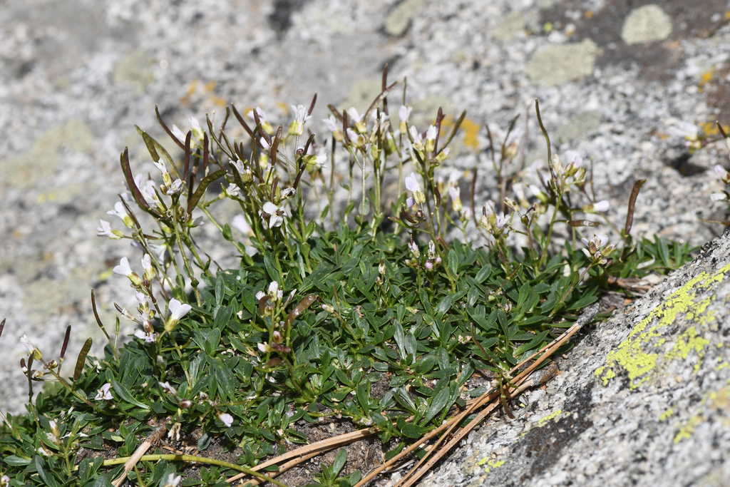 Boechera shevockii (Shevock's rockcress), native California perennial