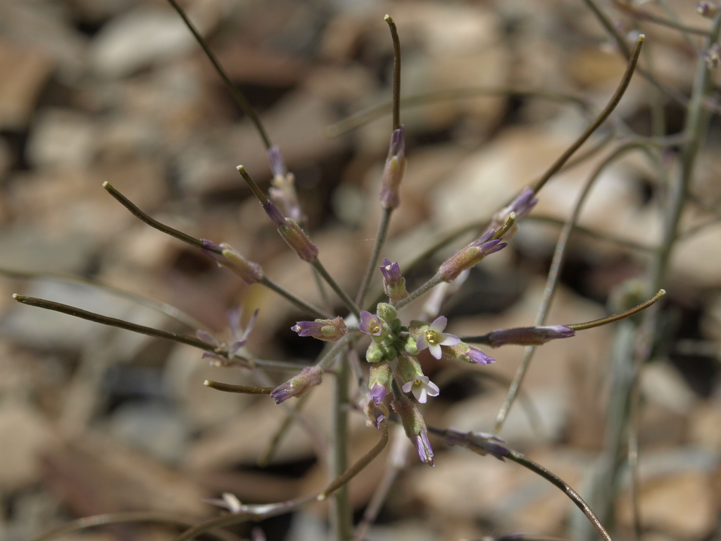 Boechera shockleyi (Shockley's rockcress), native California herb