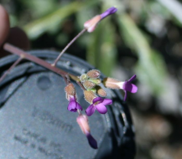 Boechera sparsiflora (Sicklepod rockcress), native California perennial