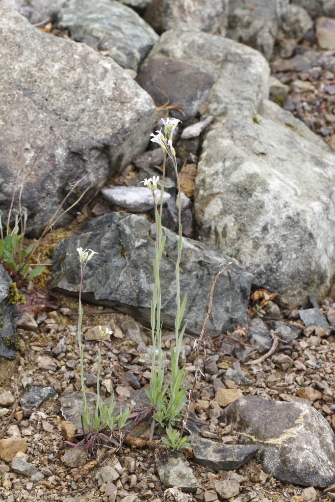 Boechera stricta (Drummond's rockcress), native California herb