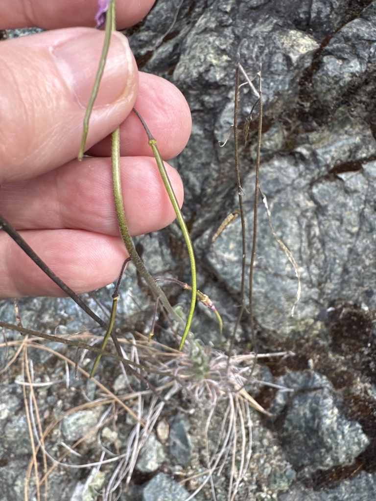 Boechera subpinnatifida (Klamath rockcress), native California herb