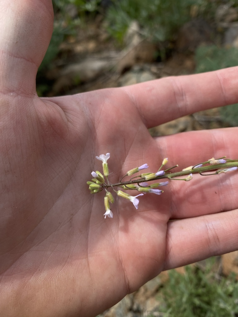 Boechera suffrutescens (Woody rockcress), native California subshrub