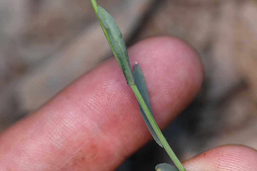 Boechera tiehmii (Tiehm's rockcress), native California herb