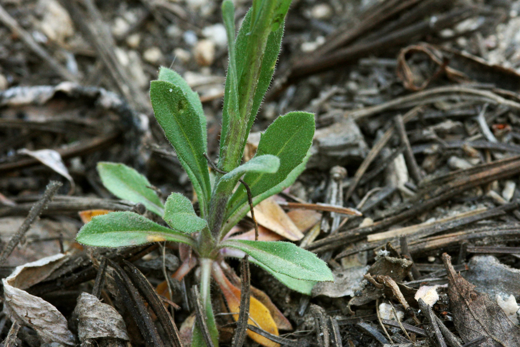 Boechera tularensis (Tulare rockcress), native California perennial