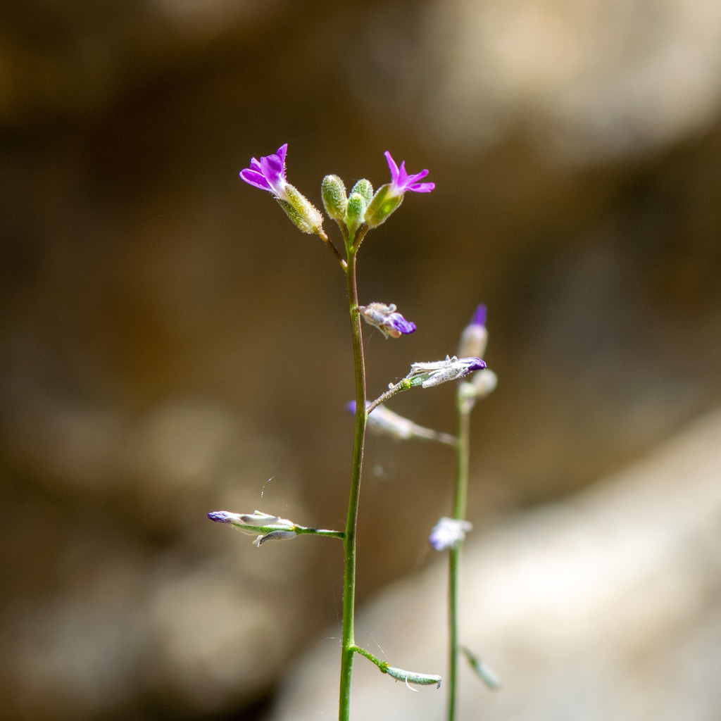 Boechera xylopoda (Bigfoot hybrid rockcress), native California perennial
