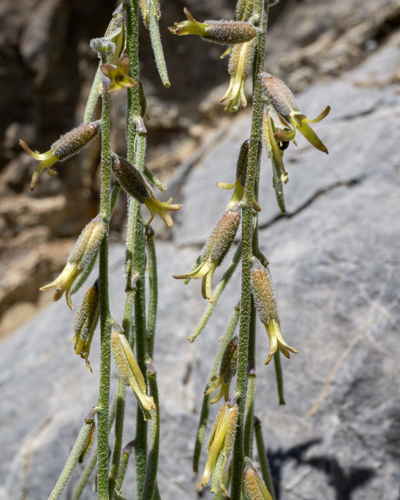 Boechera yorkii (Last chance rockcress), native California perennial