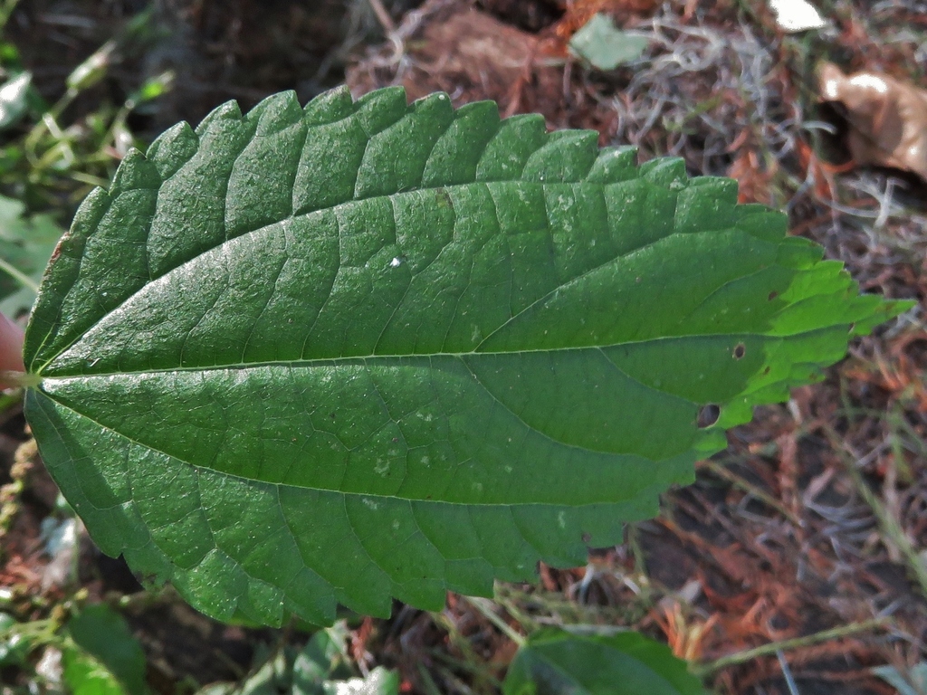 Boehmeria cylindrica (Smallspike false nettle), non-native California herb