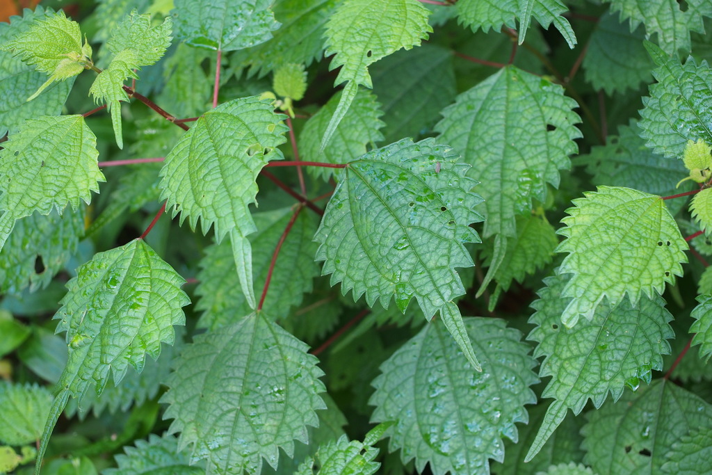 Boehmeria sp. (False nettle), non-native California perennial