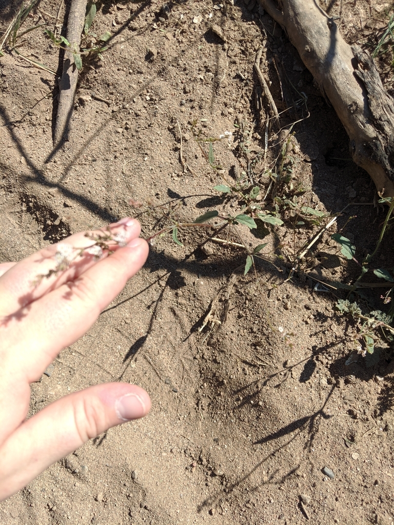 Boerhavia coulteri, native California herb