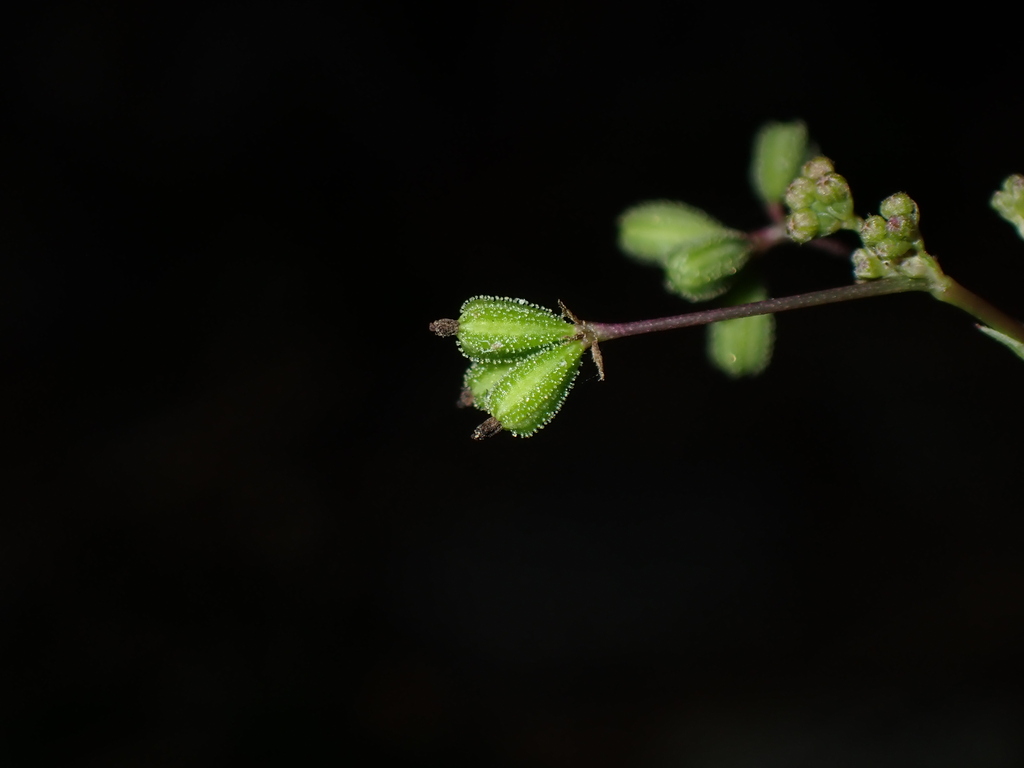 Boerhavia diffusa (Red spiderling), non-native California herb
