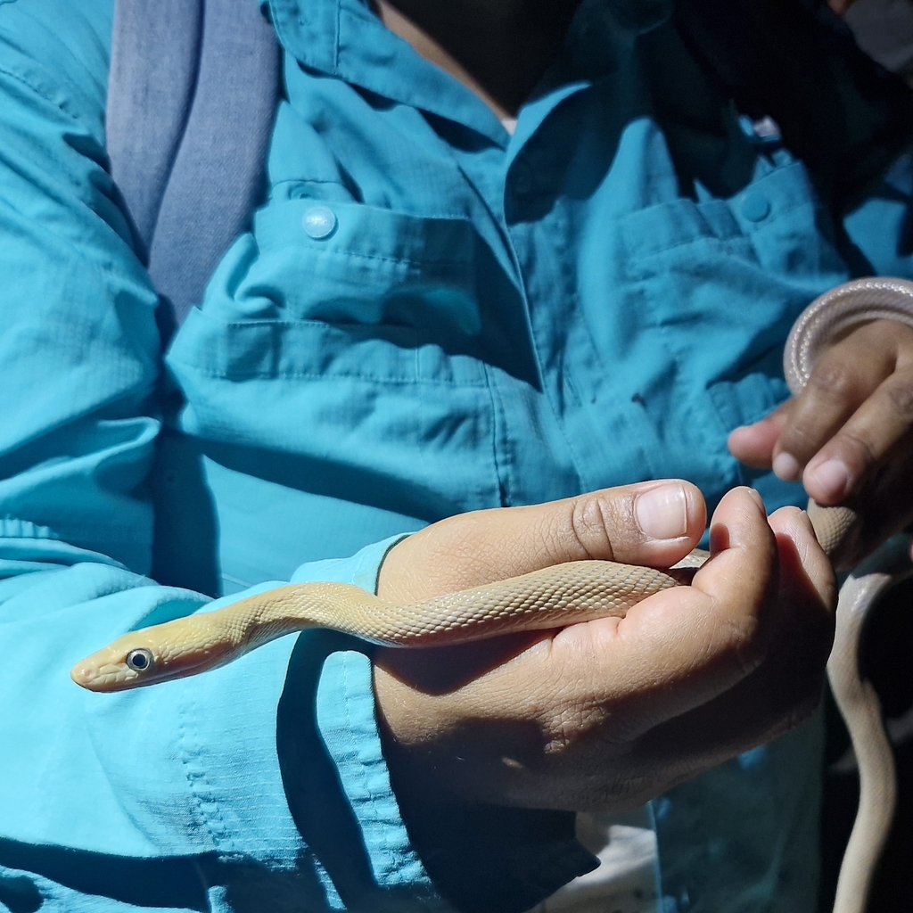 Bogertophis rosaliae (Baja California Ratsnake), California species