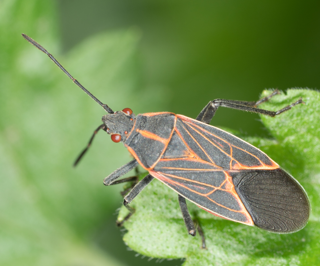 Boisea rubrolineata (Western Boxelder Bug), California species