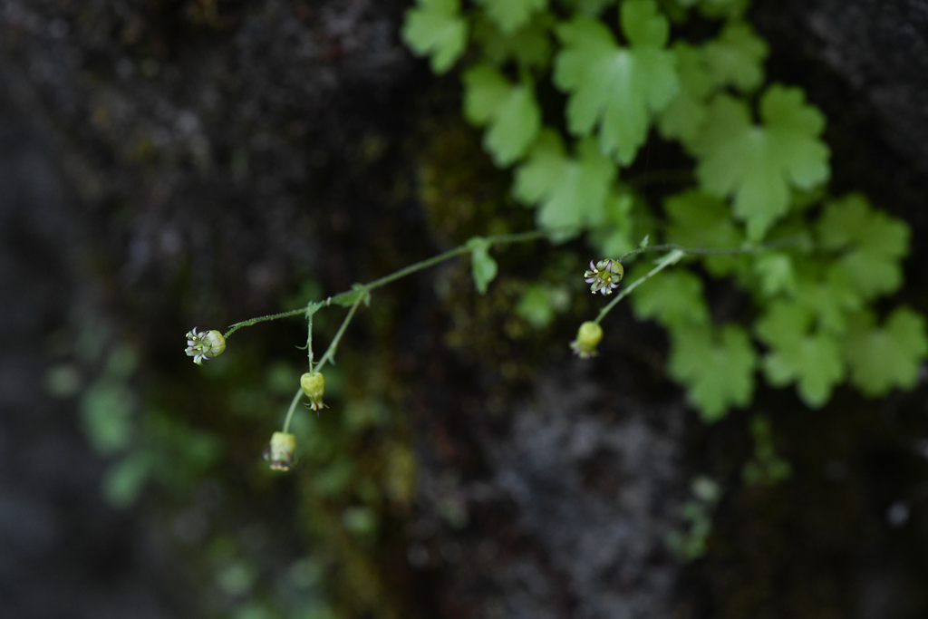 Bolandra californica (Sierra bolandra), native California herb
