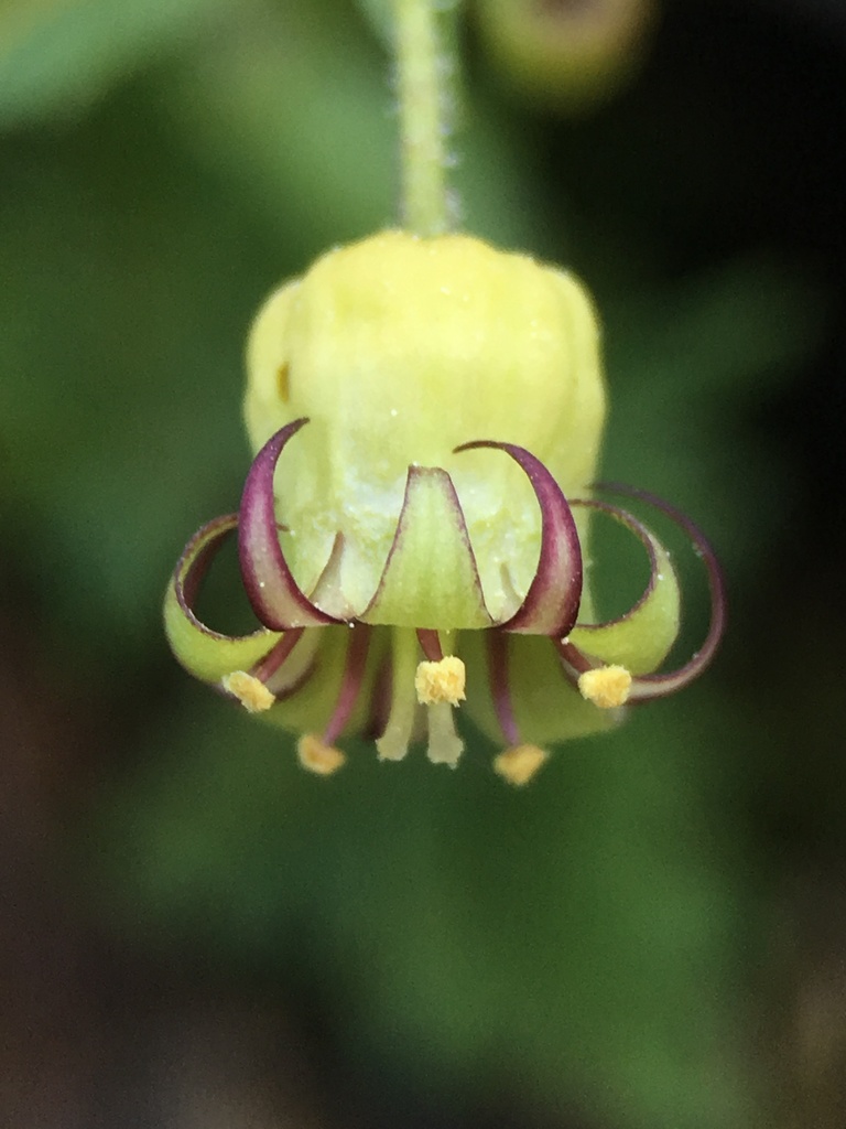 Bolandra sp., non-native California perennial