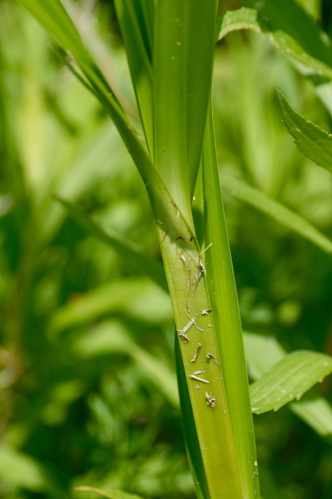 Bolboschoenus fluviatilis (River bulrush), native California grass