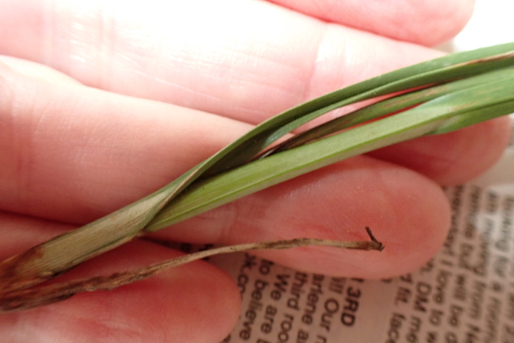 Bolboschoenus glaucus (Tubered bulrush), non-native California grass