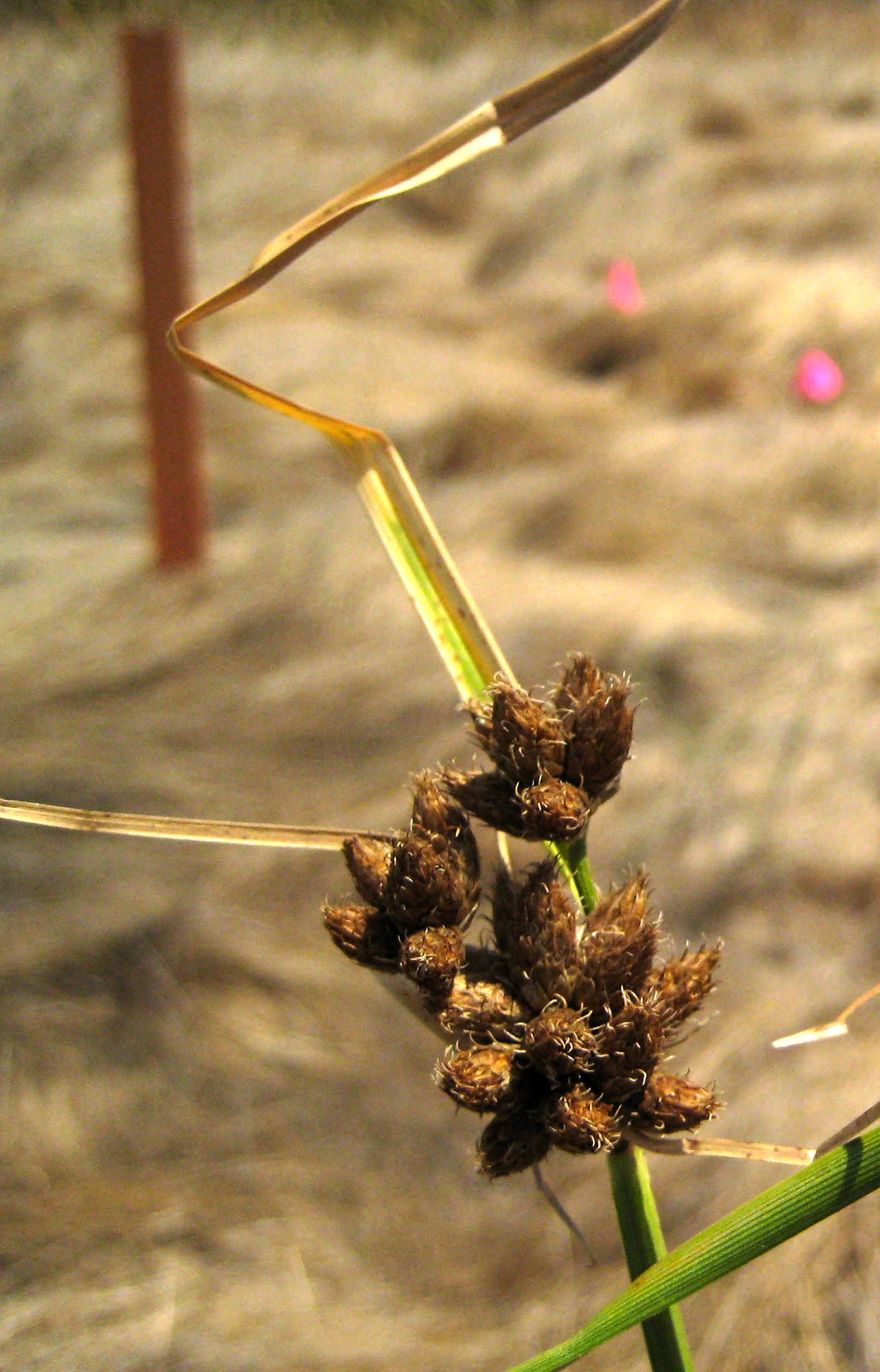Bolboschoenus maritimus subsp. paludosus (Saltmarsh bulrush), native California grass