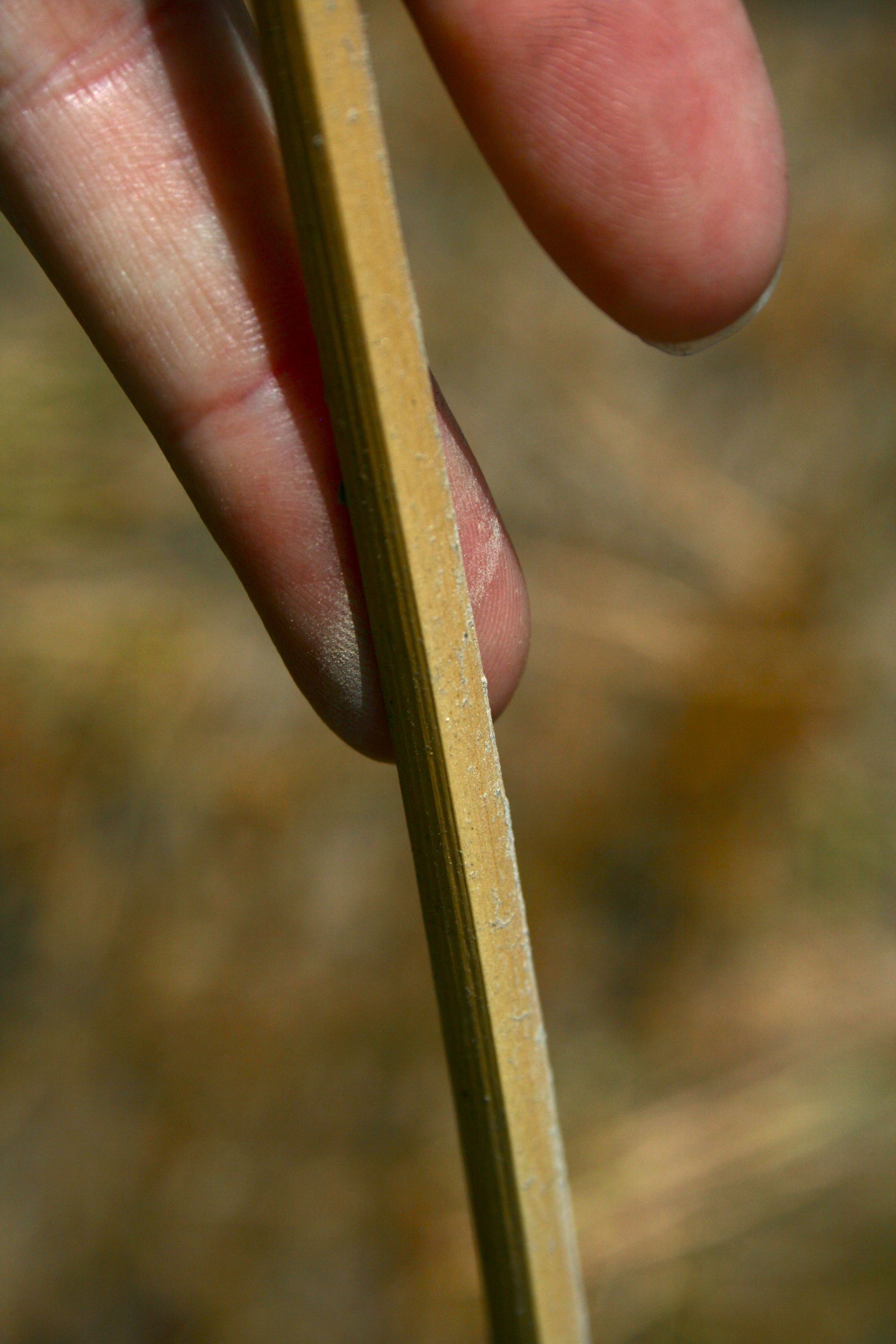 Bolboschoenus robustus (Seacoast bulrush), native California grass