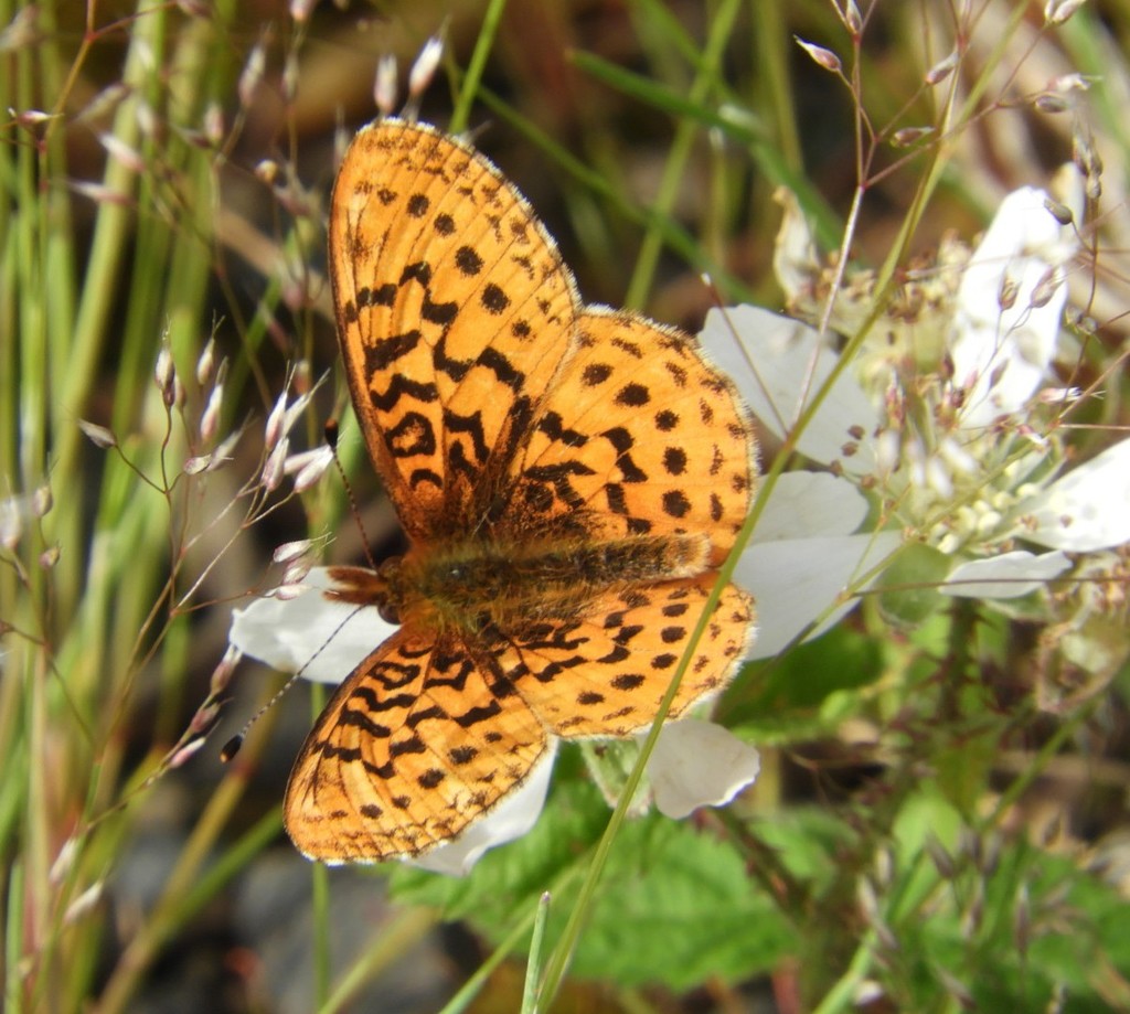 Boloria epithore (Pacific Fritillary), California species
