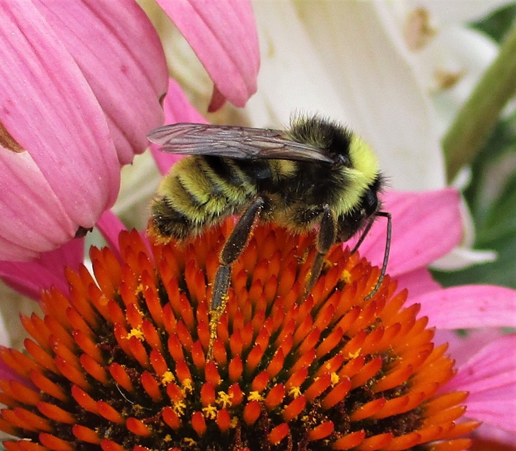 Bombus fervidus (Golden northern bumble bee), California species