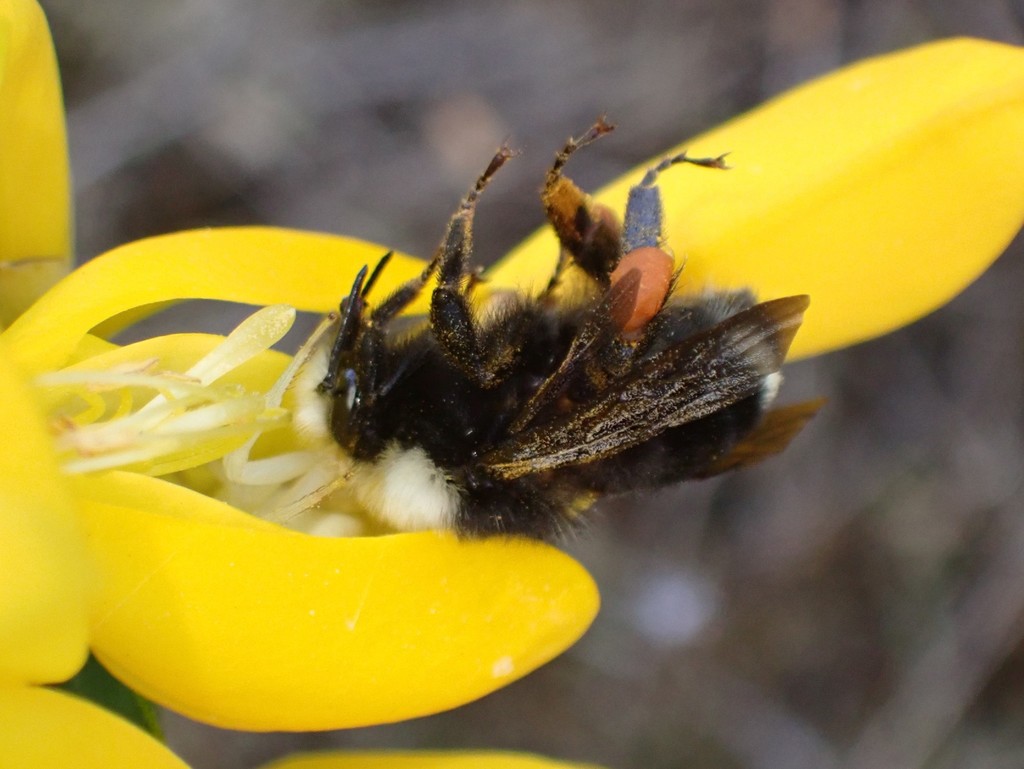 Bombus caliginosus (Obscure bumble bee), California species