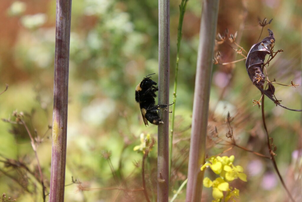 Bombus crotchii (Crotch's bumble bee), California species