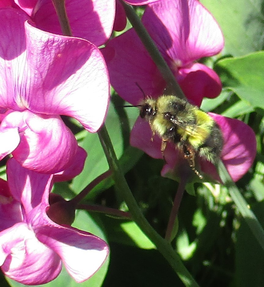 Bombus flavifrons (Yellow-fronted Bumble Bee), California species