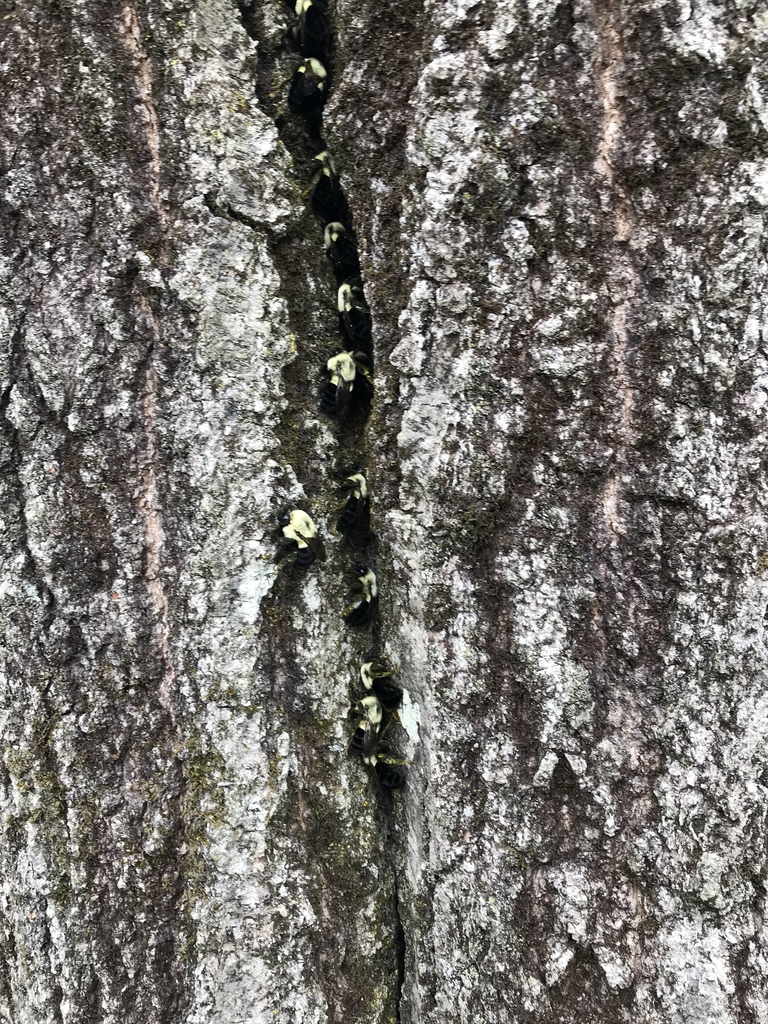 Bombus franklini (Franklin's bumble bee), California species