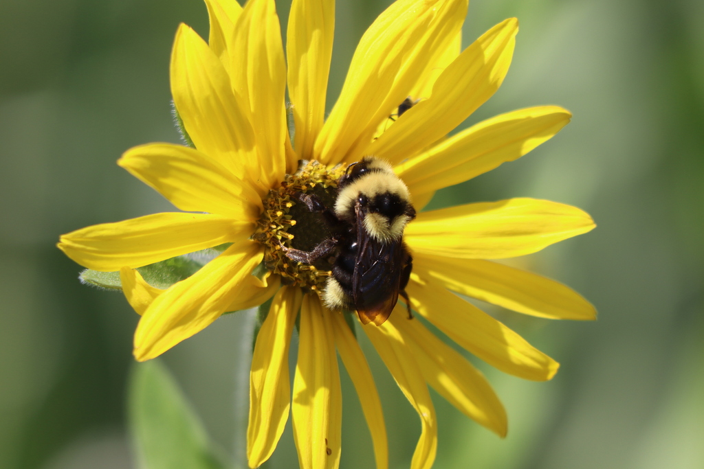 Bombus insularis (Indiscriminate Cuckoo Bumble Bee), California species