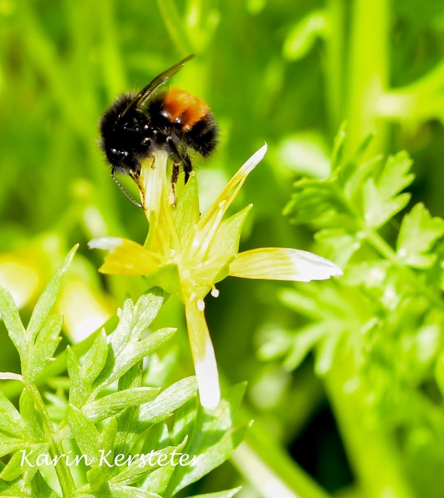 Bombus melanopygus (Black-tailed Bumble Bee), California species