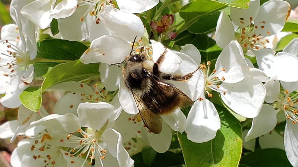 Bombus mixtus (Fuzzy-Horned Bumble Bee), California species