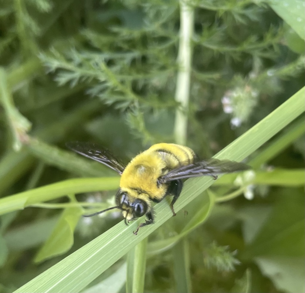 Bombus morrisoni (Morrison bumble bee), California species