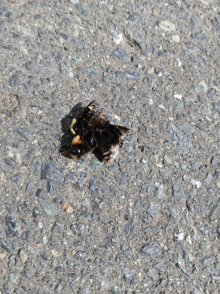 Bombus occidentalis (Western bumble bee), California species