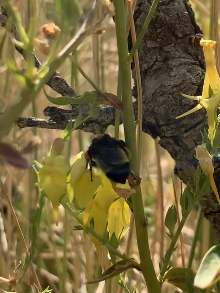 Bombus pensylvanicus (American bumble bee), California species