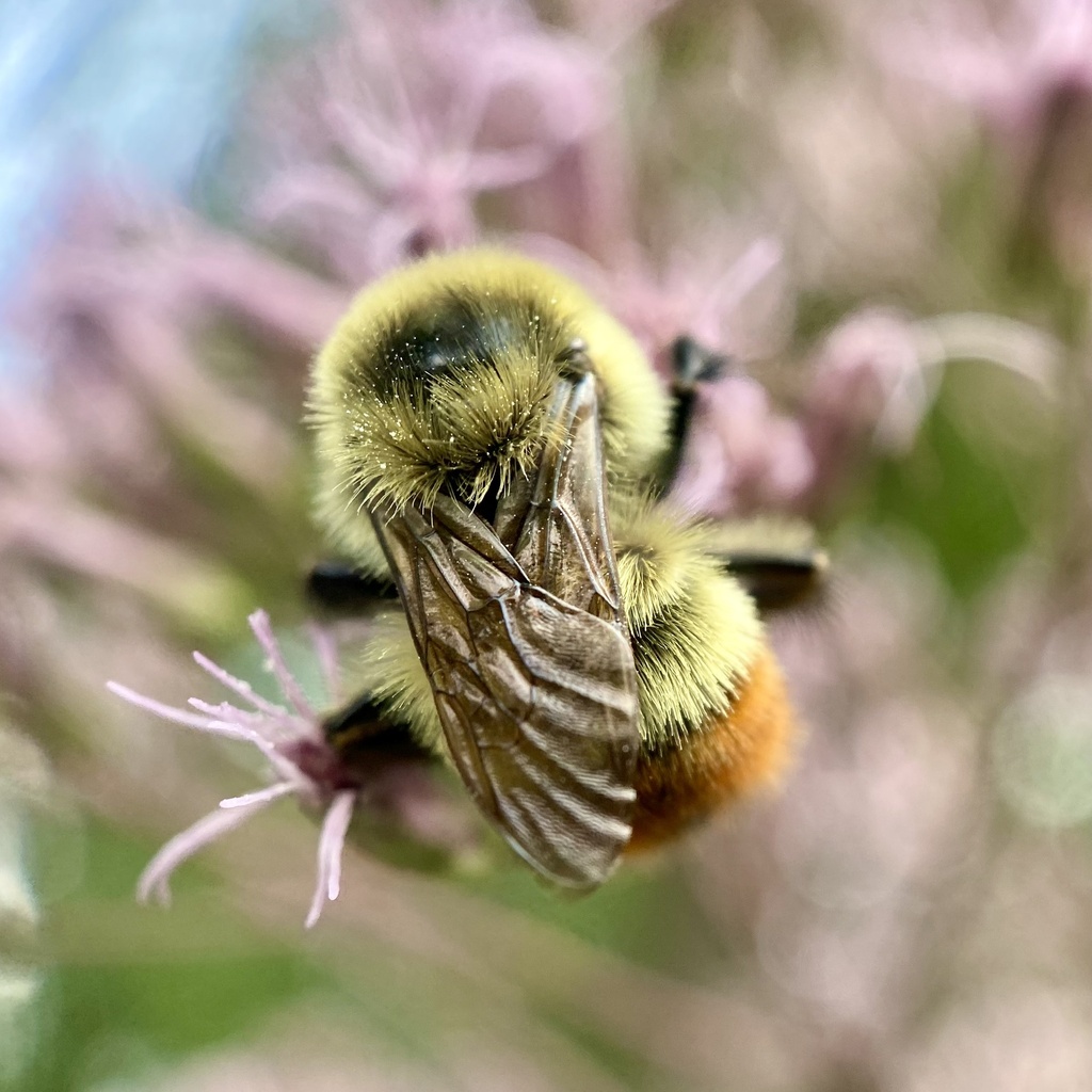 Bombus rufocinctus (Red-belted Bumble Bee), California species