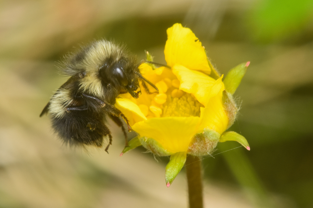 Bombus sitkensis (Sitka Bumble Bee), California species