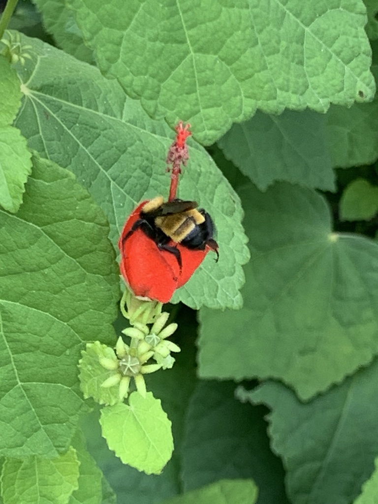 Bombus sonorus (Sonoran Bumble Bee), California species