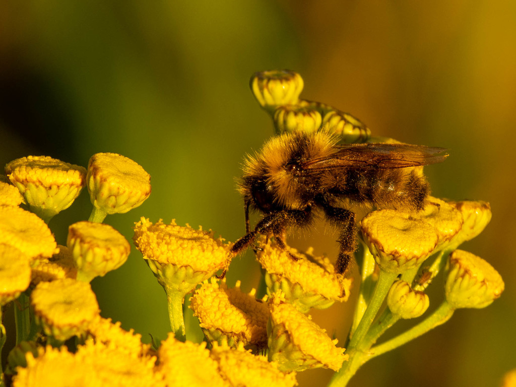 Bombus suckleyi (Suckley's cuckoo bumble bee), California species