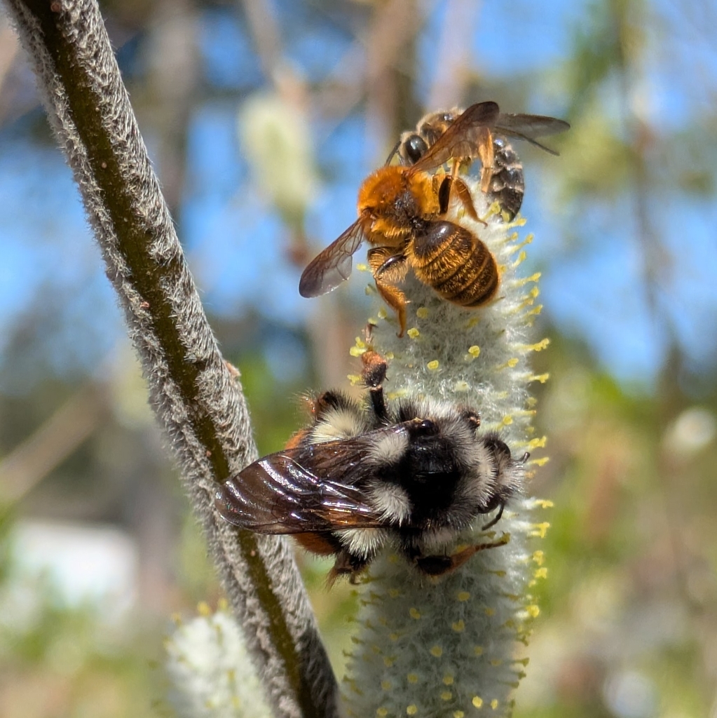 Bombus vancouverensis (Vancouver Bumble Bee), California species