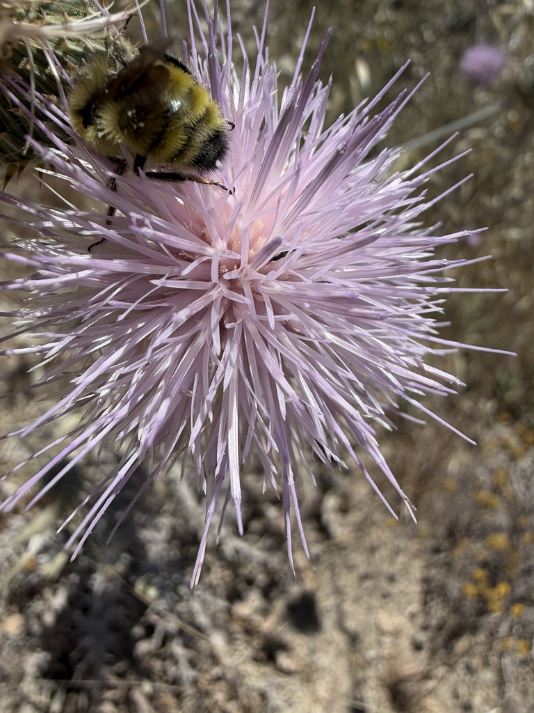 Bombus vandykei (Van Dyke's Bumble Bee), California species