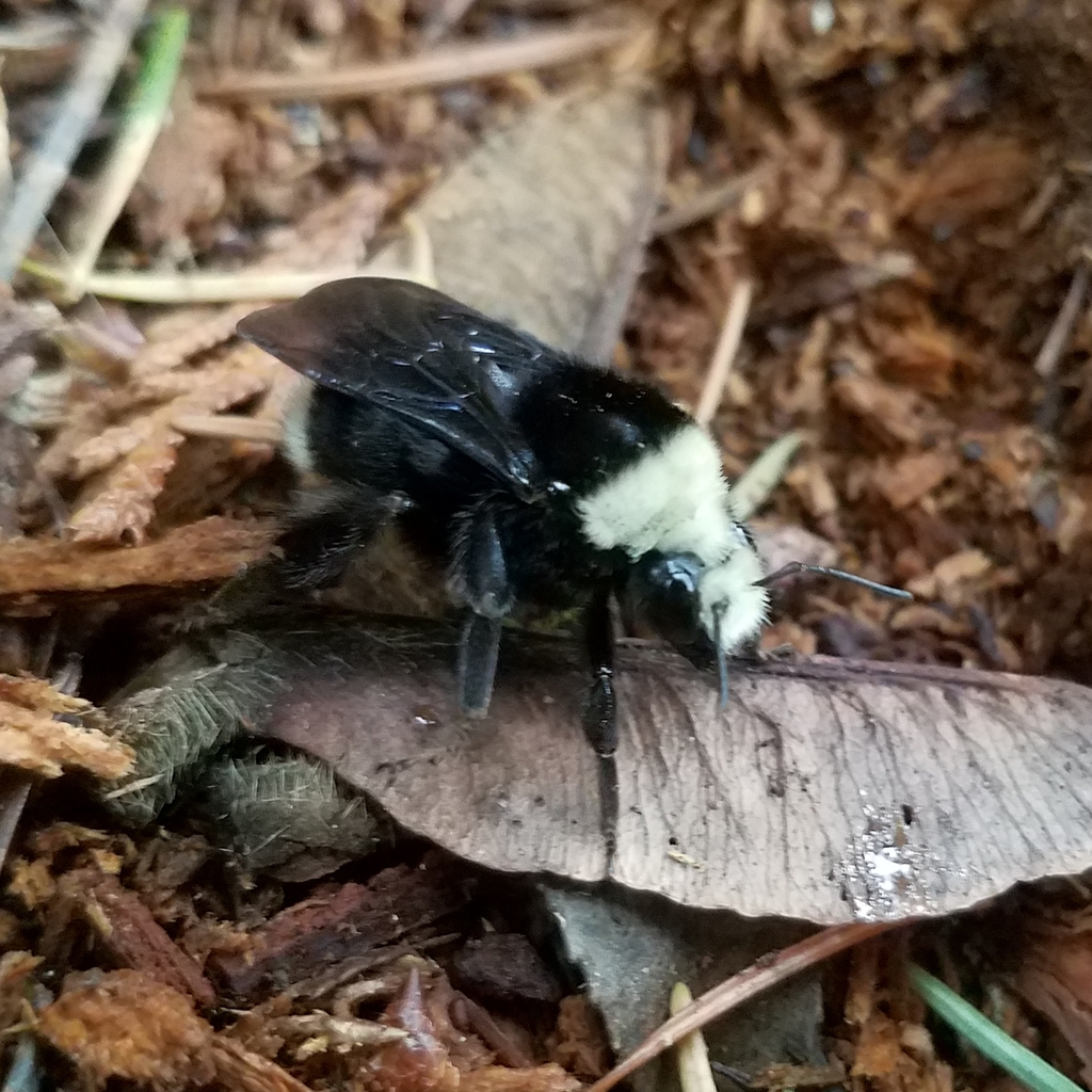 Bombus vosnesenskii (Yellow-faced Bumble Bee), California species