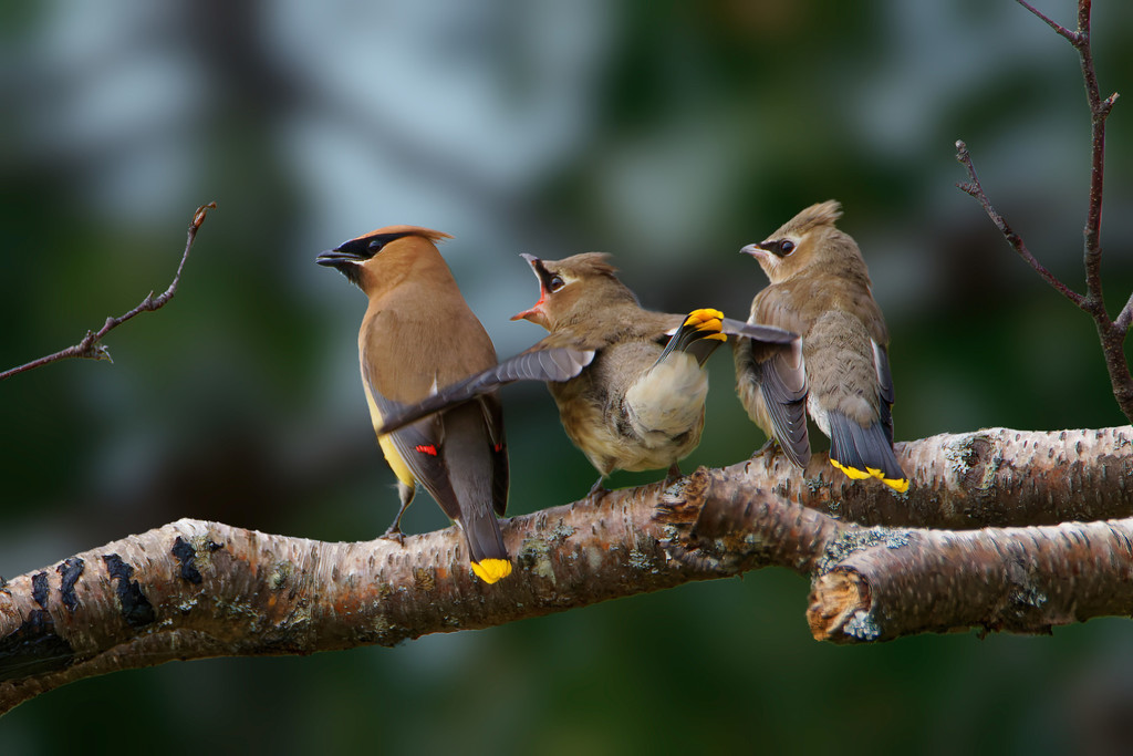 Bombycilla cedrorum (Cedar Waxwing), California species