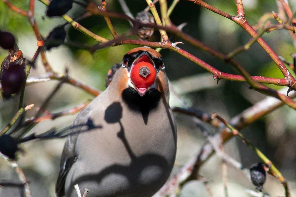 Bombycilla garrulus (Bohemian Waxwing), California species