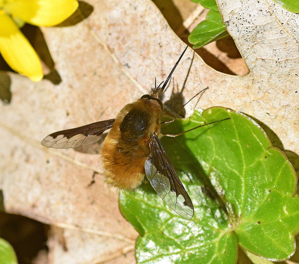 Bombylius major (Greater Bee Fly), California species