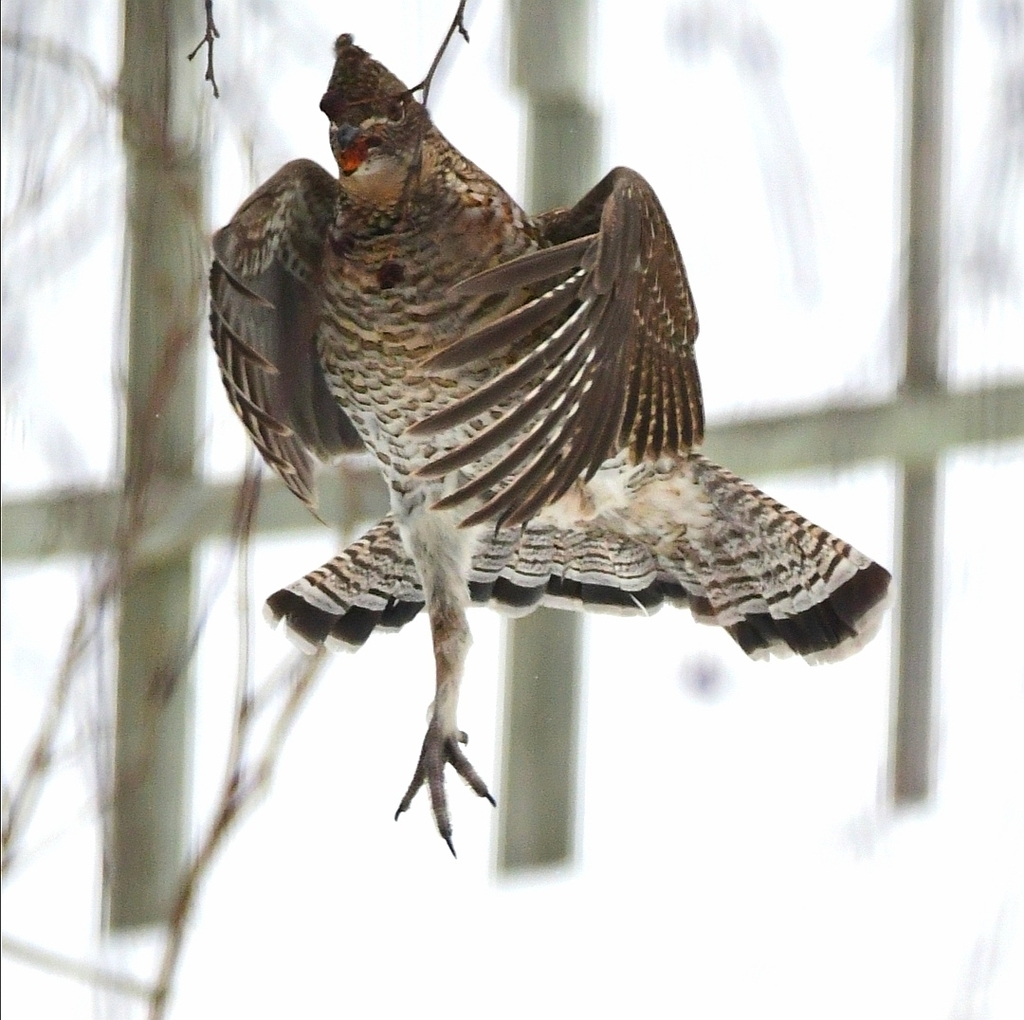 Bonasa umbellus (Ruffed Grouse), California species