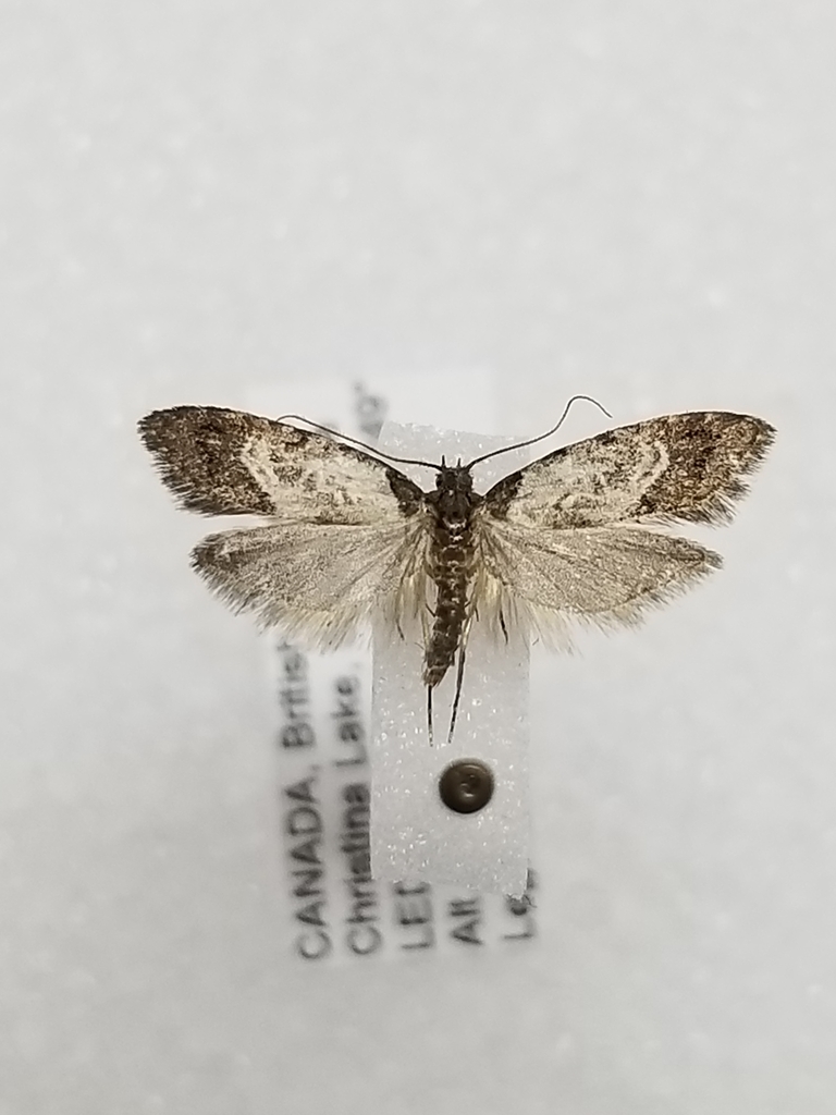 Bondia comonana (Prune limb borer), California species