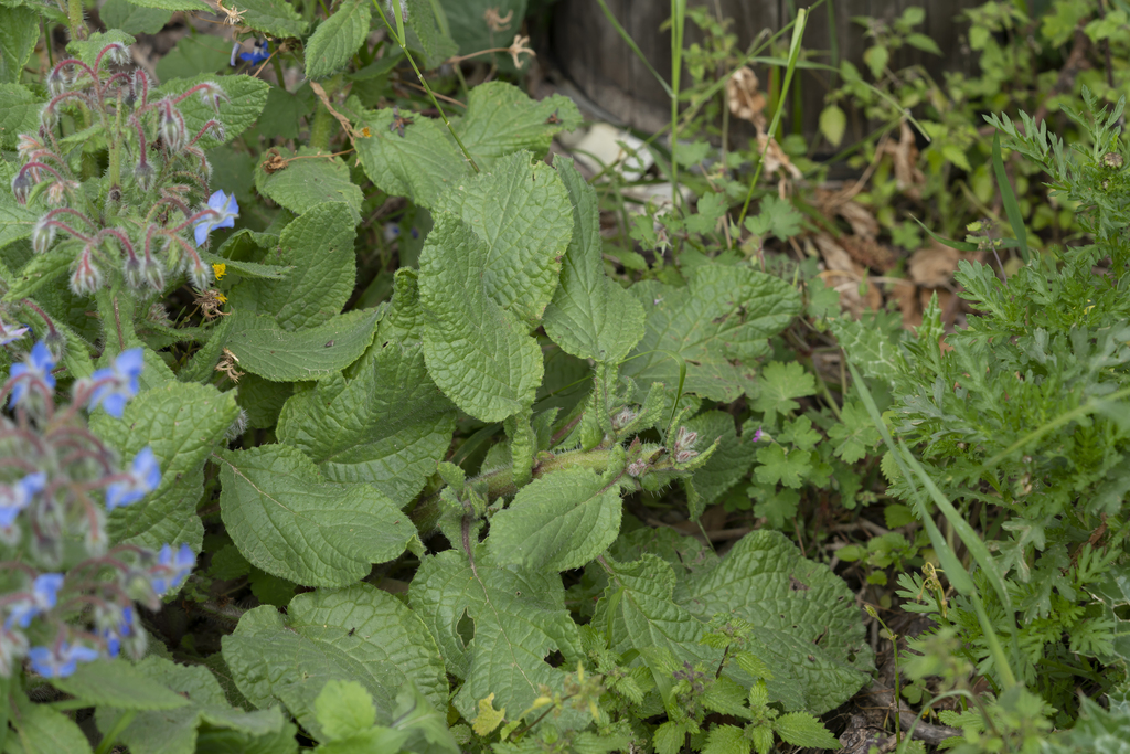 Borago officinalis (Borage), non-native California herb